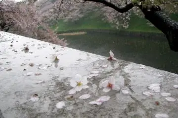 Beautiful wet sakura