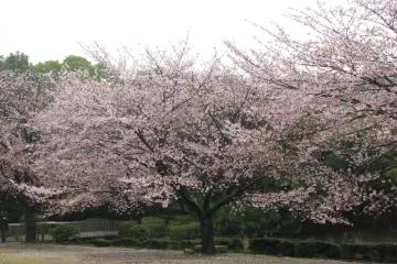 Sakura in Imperial Gardens of Tokyo