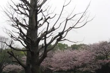 Sakura bloom when other trees are still bare