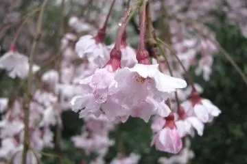 Sakura is always exciting