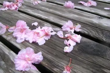Sakura time is short...