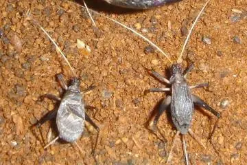 The Japanese cricket: left, male and right, female