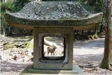 Deer can be found frolicking among the lanterns. (Photo: <a href="http://en.wikipedia.org/wiki/File:03-05-JPN129.jpg" target="_blank" rel="noreferrer noopener nofollow">Wikipedia Commons</a>)