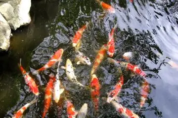 Plenty of carp (koi f)