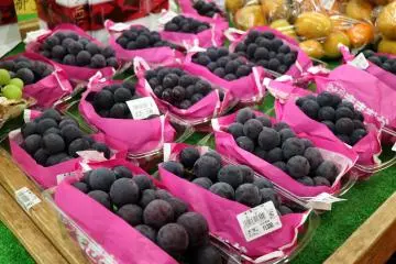 Fresh locally grown organic grapes