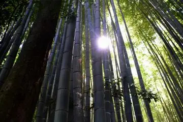 The sun was shining through the bamboo trees