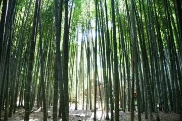 A teahouse stands beyond the bamboo grove