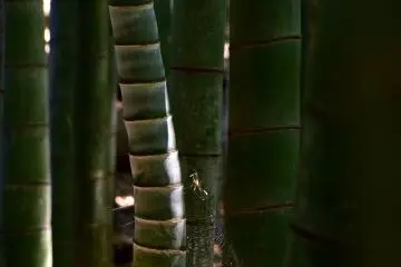 Spider web on a curvy bamboo trunk