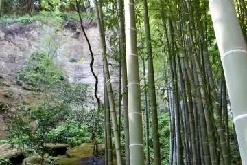 The view from the tea house