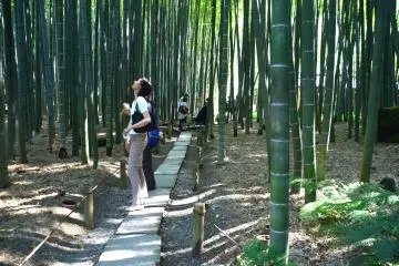 Bamboos are so tall that you can't help looking up