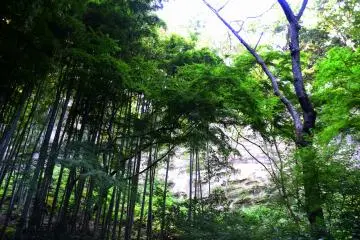 Rocky cliff and tall bamboos