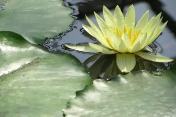 ดอกบัวบางชนิดมีใบค่อนข้างใหญ่