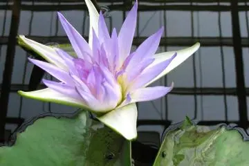 เป็นกลีบดอกที่สวยมาก