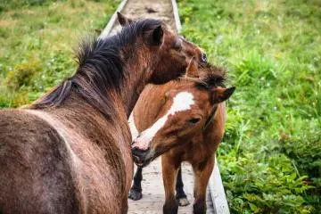 Answer the call of the wild in Eastern Hokkaido