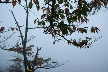 The visibility is very low early morning