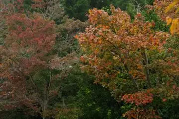 Trees changing colors