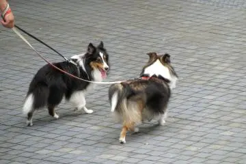 Dogs on a walk