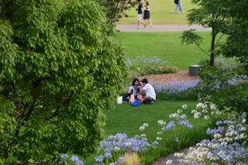 Picnic on the grass