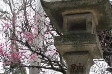Stone old lantern and sakura