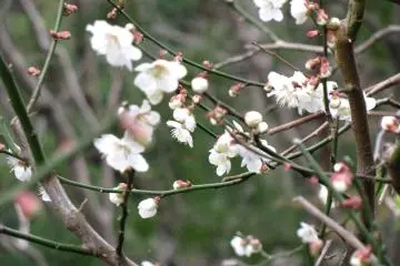 Sakura on Takaosan