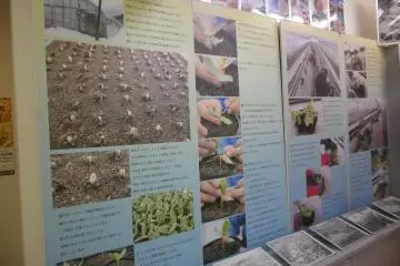 Know More About Yubari
