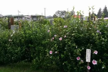 Flowers surround the small cemetery
