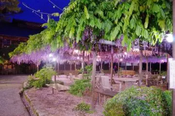 The 150 years old wisteria in the mansion's courtyard