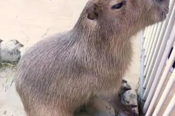 A capybara at Tempozan Marketplace's animal theme park.