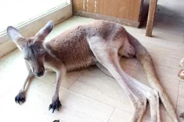 Kangaroo at the Tempozan Marketplace animal theme park.