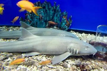 Sharks at the Kaiyukan Aquarium