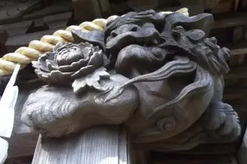 Singa ini memiliki penampilan yang terlihat seperti bunga mawar