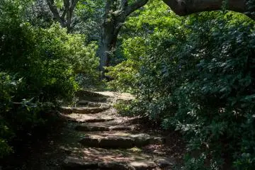 Lovely shade