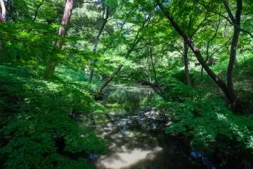 In some areas, the park looks like  forest