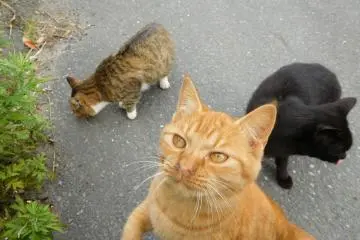 Curious as a cat