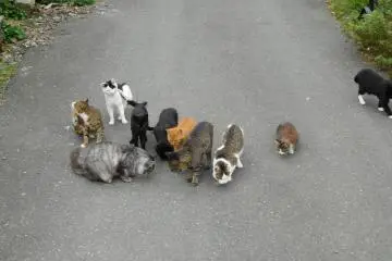 Feeding frenzy