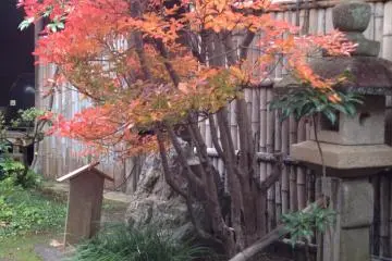 The suikinkutsu sings in the rear garden