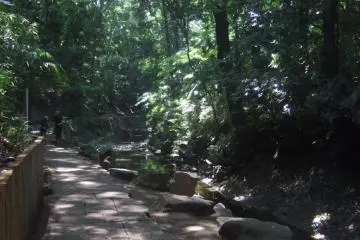 Sunlight slipping through the leaves