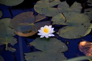 Die-hard water lily in the pond