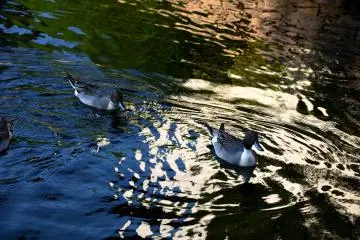 Ducks in the pond