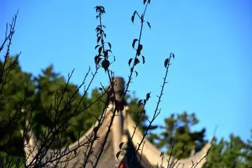 This tree was almost bare before the high season of autumn leaves came