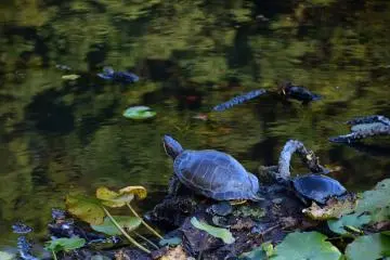 Turtles in the dragonfly pond