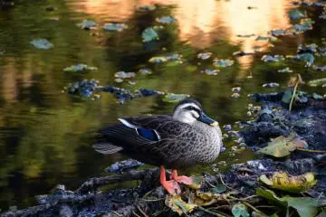 Resting duck