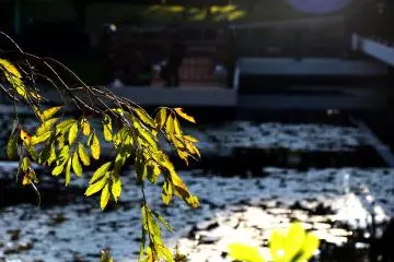 Leaves were not coloring yet
