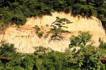 Die-hard pine tree growing on the bare rock
