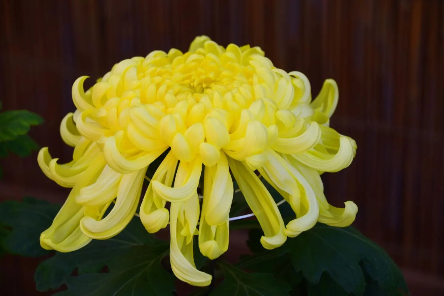 Chrysanthemum Festival at Sankeien