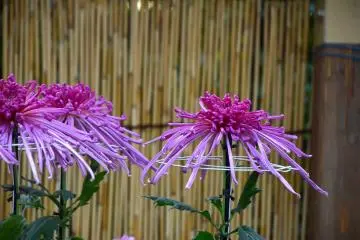 Cascading beauty