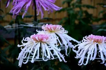 In different colors
