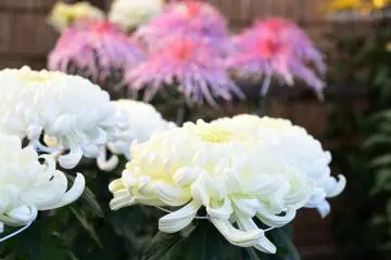 In creamy white