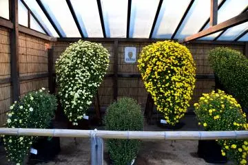 These shapes are called ''Apron-shaped Cascade''