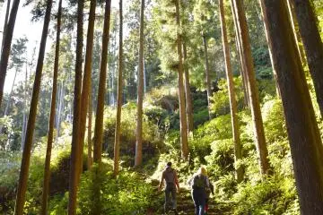 Caminata en el Bosque Kumano de camino a Oogumo Torigoe 